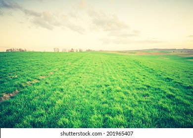 Vintage Photo Of Green Rye Field