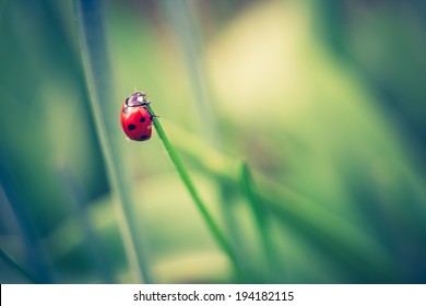 vintage photo of ladybug on grass