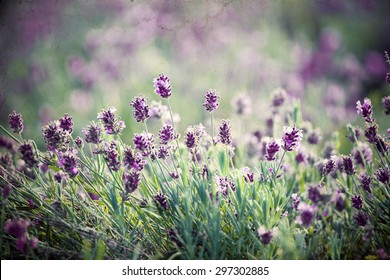 Vintage photo of lavender in the field