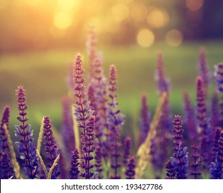 Vintage Photo Of Lavender Wild Flowers In Sunset