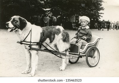 Vintage Photo Of Little Girl On Dog Drawn Carriage (fifties)