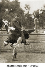 Vintage Photo Of A Man Riding Ostrich