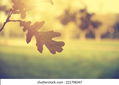 Vintage Photo Of Oak Tree Leaves