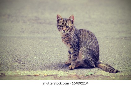 Vintage Photo Sad Cat On Street Stock Photo 164892284 | Shutterstock