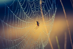 Vintage Photo Of Spider On Web