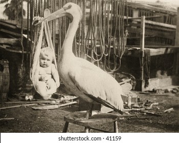 Vintage photo of a stork,  holding a baby, slung from its large bill