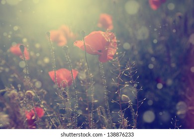 Vintage poppy and bokeh in sunset - Shutterstock ID 138876233