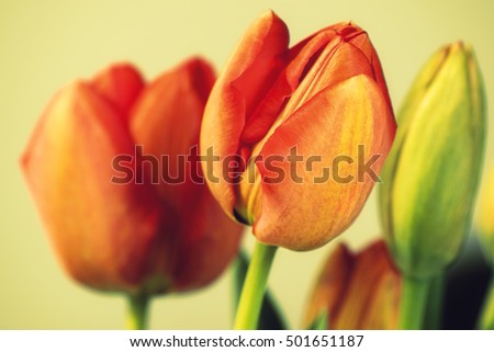 Vintage red tulips in soft yellow color.