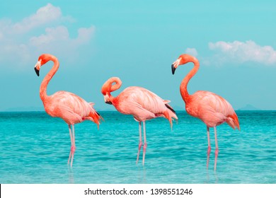 Vintage and retro collage photo of  flamingos standing in clear blue sea with sunny sky summer season with cloud. - Powered by Shutterstock