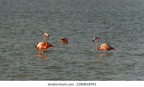 Vintage and retro collage photo of flamingos standing in clear blue sea with sunny sky with cloud and green coconut tree leaves in foreground. - Shutterstock ID 2280818941