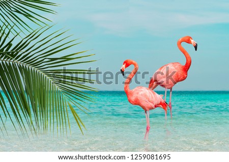 Vintage and retro collage photo of  flamingos standing in clear blue sea with sunny sky with cloud and green coconut tree leaves in foreground.