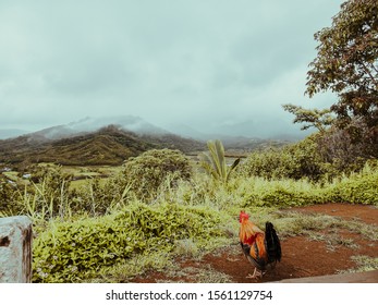 Vintage Retro Rooster Kauai, Hawaii 