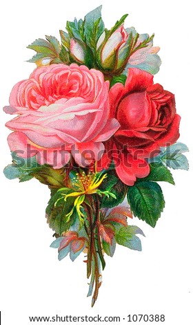 A vintage rose bouquet illustration (circa 1881)