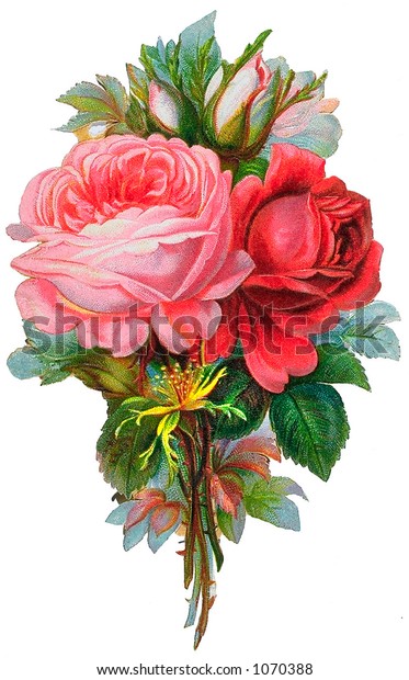 Vintage Rose Bouquet Illustration Circa 1881 Stock Photo 1070388 ...