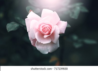 vintage rose flower on dark nature background - Powered by Shutterstock