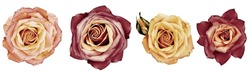 Vintage  Roses Flowers   On White Isolated Background With Clipping Path. Closeup.  Nature.