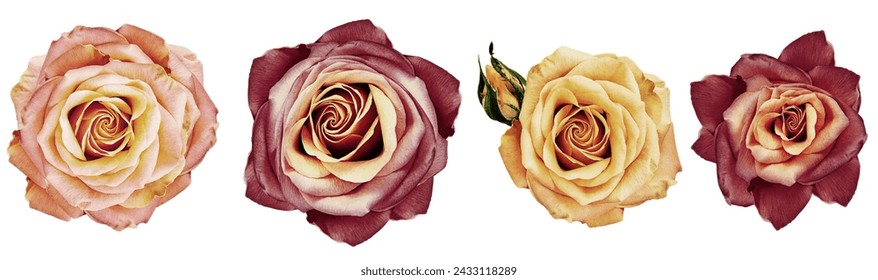 Vintage  roses flowers   on white isolated background with clipping path. Closeup.  Nature. - Powered by Shutterstock