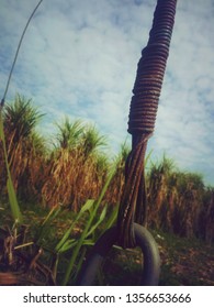 A Vintage Rusted Electric Wire In Suger Cane Field