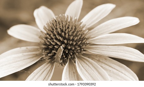 Vintage Sepia Photo Of Big Flower