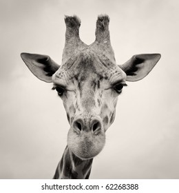 vintage sepia toned image of a Giraffes Head in the wild against the sky