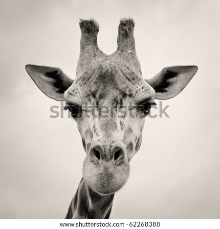 vintage sepia toned image of a Giraffes Head in the wild against the sky
