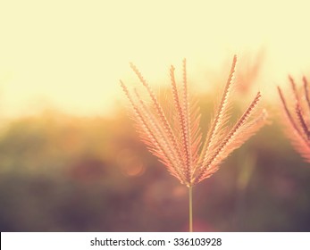  Vintage and soft focus style of beautiful  poaceae grass flower and nature background with sun light. Image with copy space for adding text or quote.
