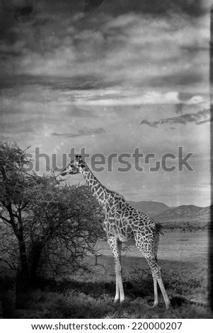 Similar – Image, Stock Photo Giraffe Grace