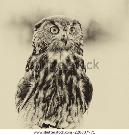 Similar – Image, Stock Photo closeup of an Owl eye Eyes