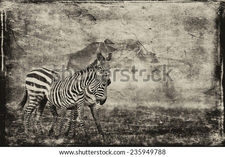 Image, Stock Photo street-graffiti-zebra