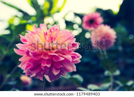 Vintage style of a closed up pink dahlia with multilayered petals and yellow pollen inside. Green and pink dahlias in a soft tone background