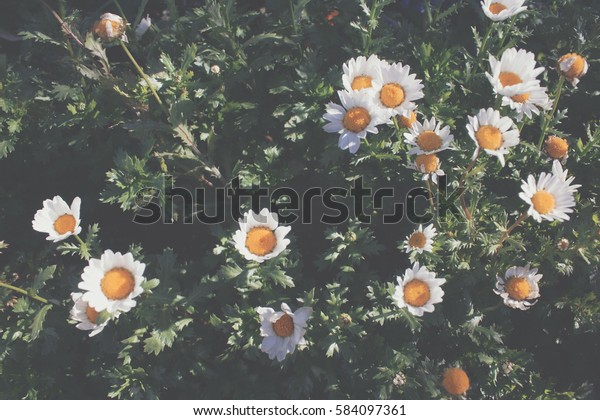 field of daisies vintage