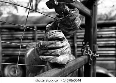 Vintage Style Hard Work Shows Leather Work Gloves Close Up During Fencing On Farm, Detail In Rugged Manual Labor.