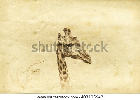 Similar – Image, Stock Photo Giraffe Grace