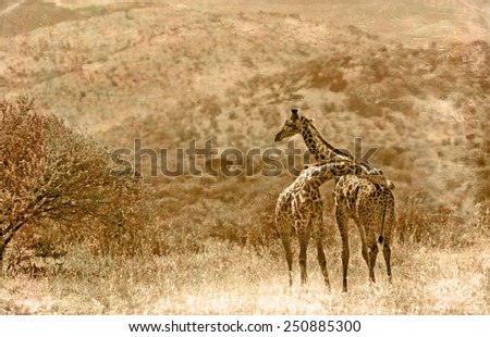 Similar – Image, Stock Photo Giraffe Grace