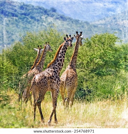 Similar – Image, Stock Photo Giraffe Grace