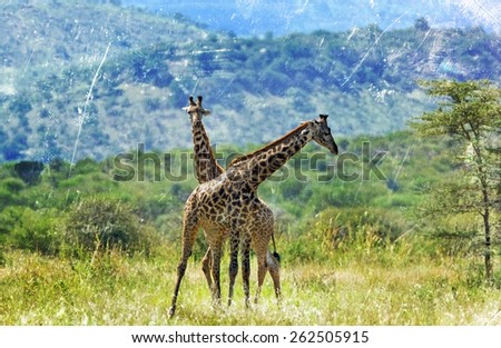 Similar – Image, Stock Photo Giraffe Grace