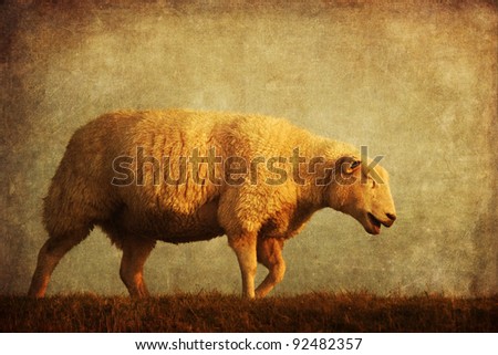 Similar – square sheep Colour photo