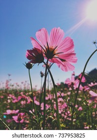 Vintage style of Pink cosmos flower with sunlight