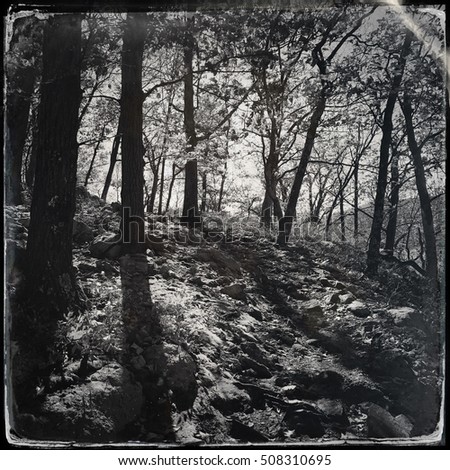 Vintage style tintype of forest floor covered in rocks