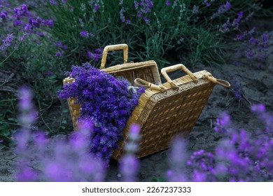 Vintage suitcase with a bouquet of harvested lavender on a lavender blooming field. Wicker suitcase with fragrant lavender flowers in a lavender field. - Powered by Shutterstock