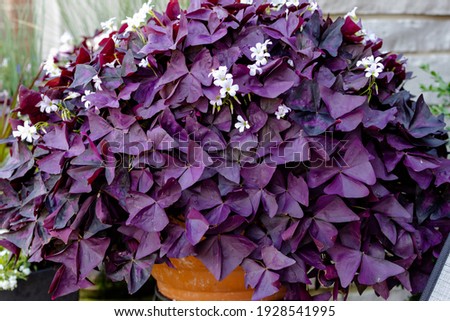 A vintage terra-cotta garden container bursting with purple oxalis triangularis on an outdoor patio