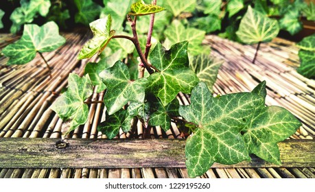 Vintage Textured Detail Of A Poison Ivy Branch With Green Leaves On A Light Bamboo Background, Ivy Wall Pattern, Nostalgic Garden Background, Brno, Czech Republic, 26 March 2017