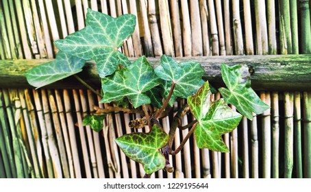 Vintage Textured Detail Of A Poison Ivy Branch With Green Leaves On A Light Bamboo Background, Ivy Wall Pattern, Nostalgic Garden Background, Brno, Czech Republic, 26 March 2017