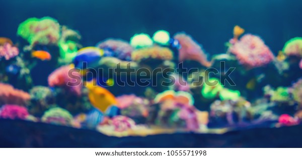 Download 720+ Background Aquarium Saltwater Paling Keren