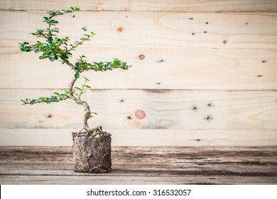 vintage tone of Small bonsai tree on a wooden background, Informal upright style. with roots