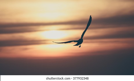 Vintage toned silhouette gull on sunset background - Powered by Shutterstock