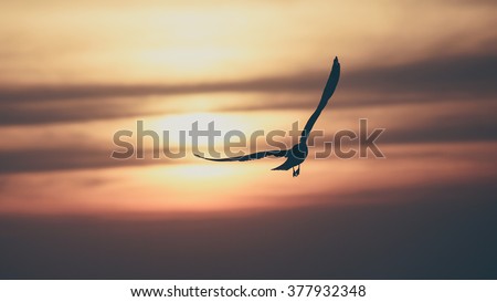 Vintage toned silhouette gull on sunset background