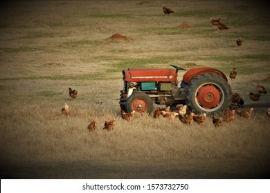 Vintage Tractor On A Chicken Farm