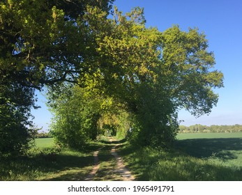 Vintage Tree, Stylish Tree Tunnel In Anglesey Abbey In England UK In Summer 