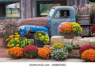 vintage truck among fall chrysanthemums
 - Powered by Shutterstock